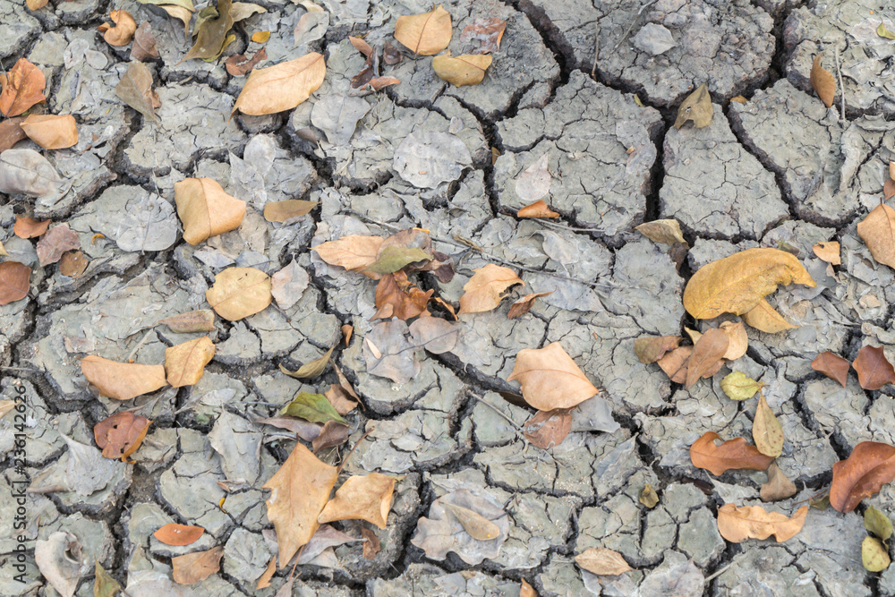 falling leaves on the cracked earth.Cracked soil texture background. falling leaves on the cracked earth.Cracked soil texture background.