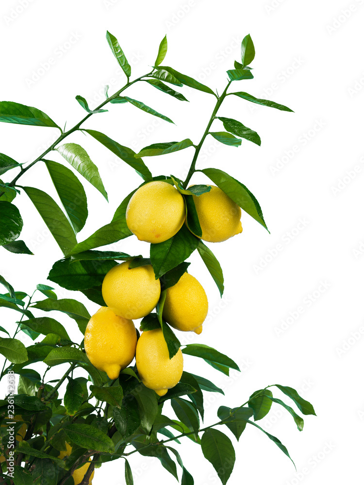 Lemon branch with fruits on white background
