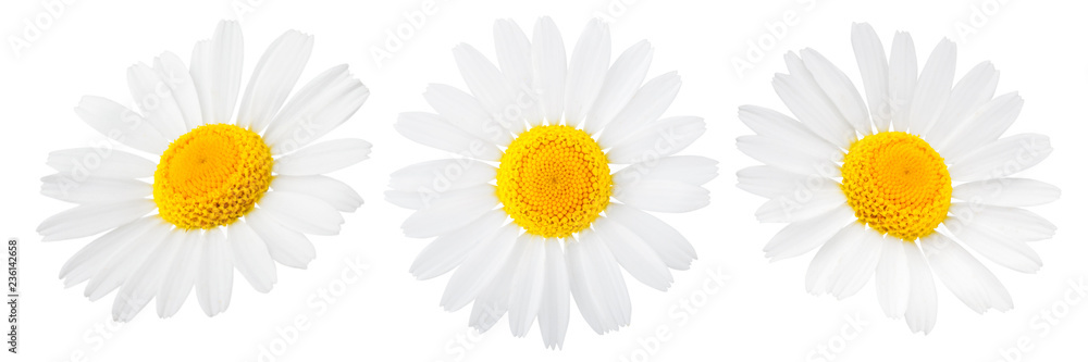 Daisy flower isolated on white background as package design element - obrazy, fototapety, plakaty 
