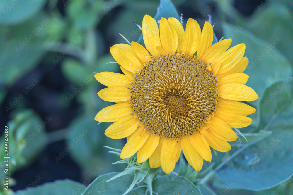 Fototapeta premium Close up Helianthus flower or sunflower.Sunny smile sunflower.