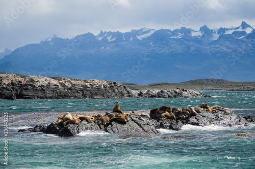 group of seals and sea lions, Beagle Channel, Ushuaia, Argentina photo