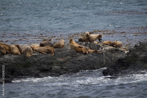 group of seals and sea lions, Beagle Channel, Ushuaia, Argentina