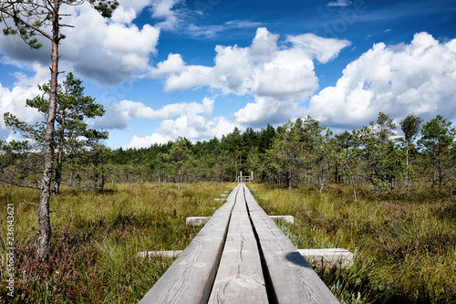 Swamp of Kemeri National Park in Latvia