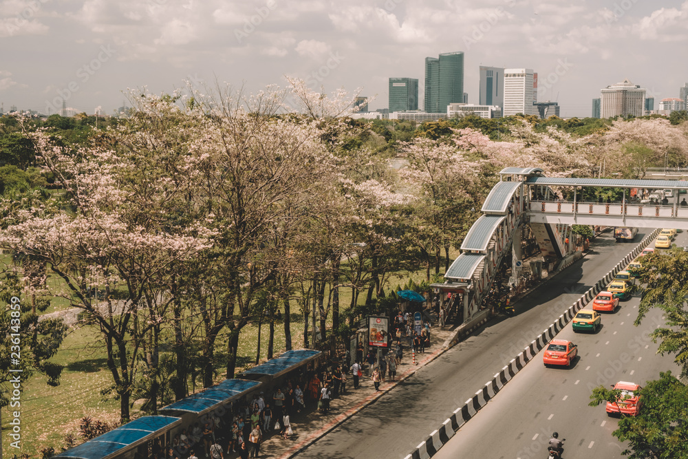 Landscape view of Paholyothin road near BTS Mo Chit on April 8, 2017 in Bangkok, Thailand. With full of Pink Trumpet Flower growing along the way including taxi and bus