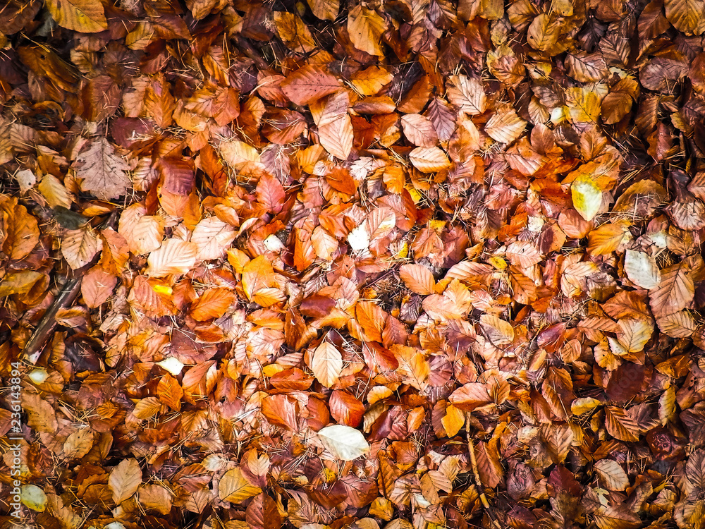 Autumn leaves as nature background. Autumn leaves as nature background.