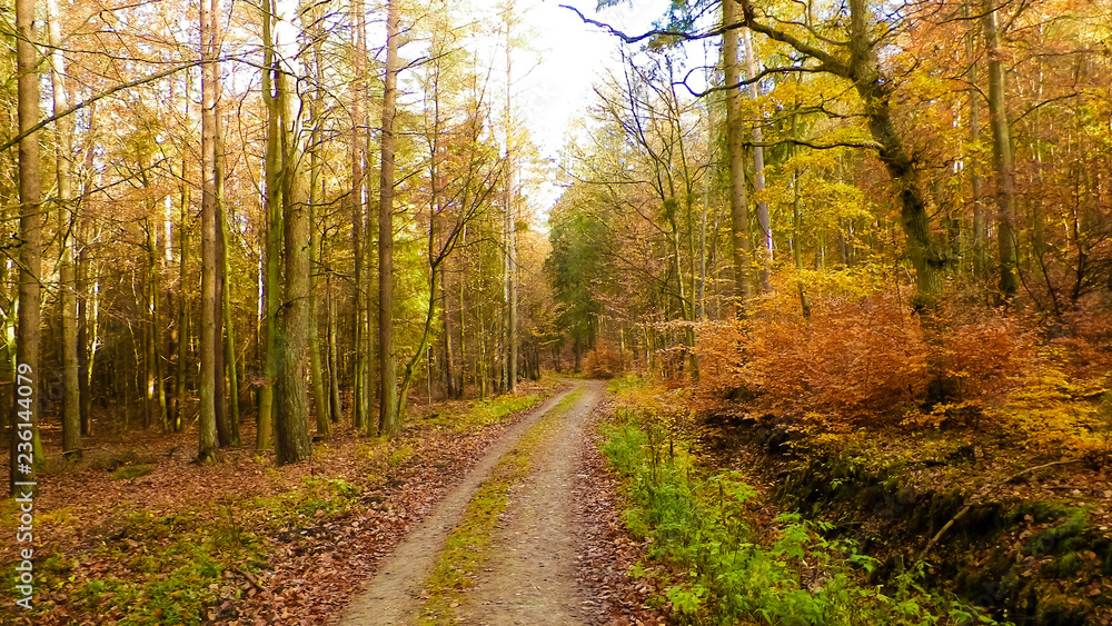 Autumn forest landscape, Poland.