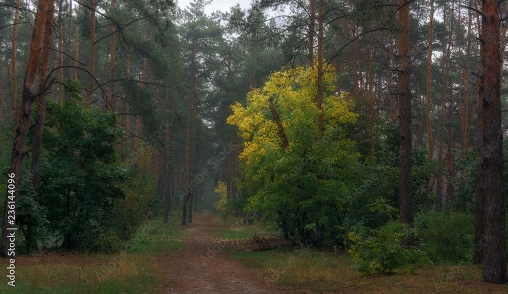 Fototapeta premium walk in the autumn forest. autumn colors. autumn fogs. melancholy.