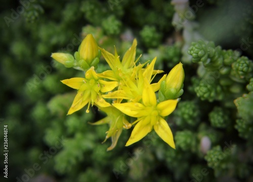 Fotografi yellow flower sedum acre macro.
