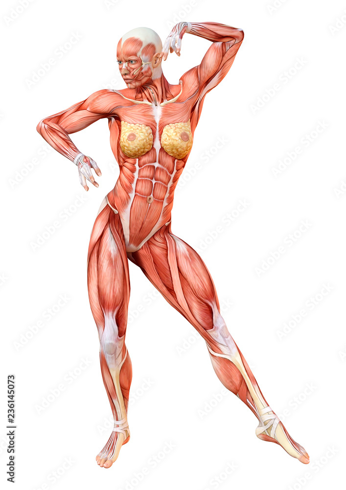 3D Rendering Female Anatomy Figure on White 3D Rendering Female Anatomy Figure on White