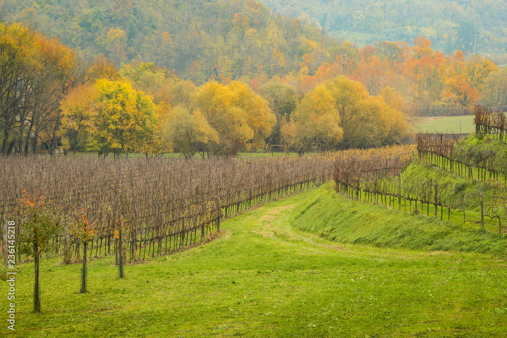 Naklejka premium Coltivazioni delle vigne in territorio collinare con colori autunnali