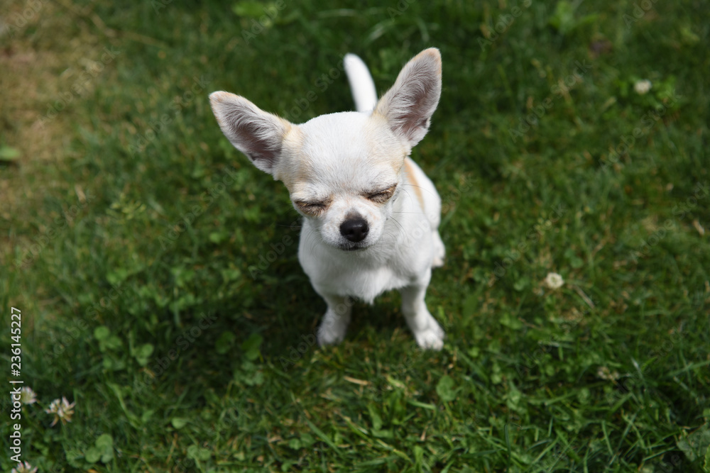 chihuahua chihuahua