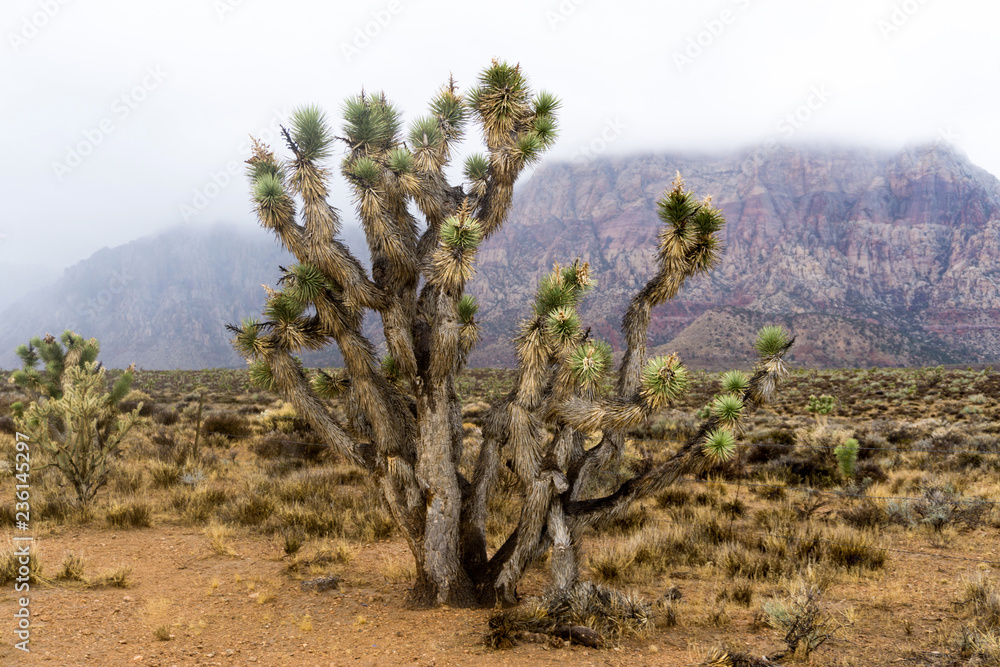 Fototapeta premium tree in desert