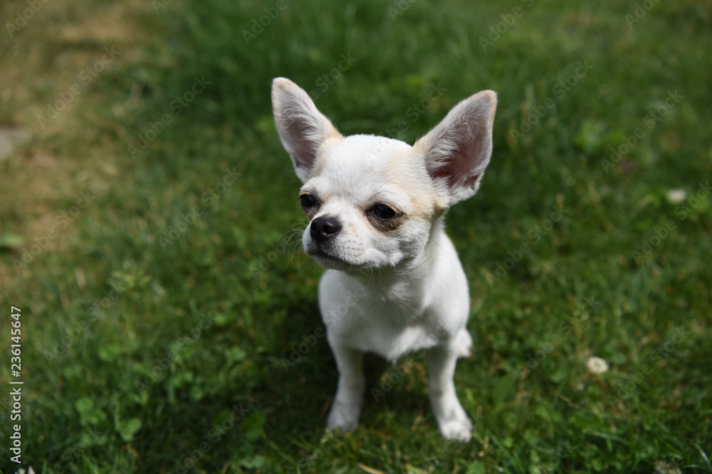 chihuahua chihuahua