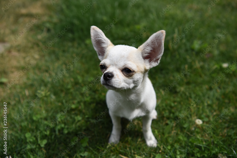 chihuahua