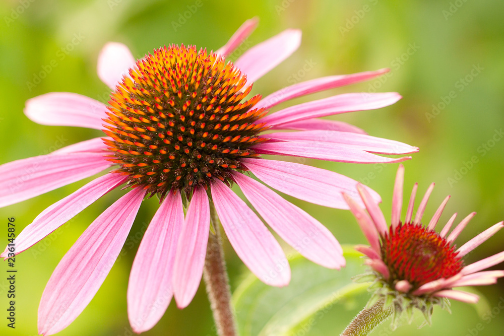 beautiful bright flowers of echinacea in a summer park or garden beautiful bright flowers of echinacea in a summer park or garden