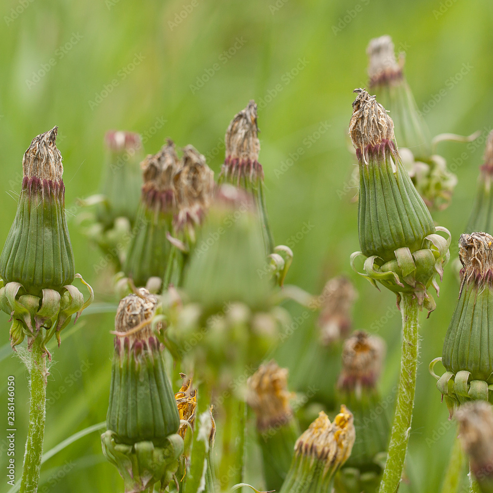 some faded, closed dandelions on a summer meadow some faded, closed dandelions on a summer meadow
