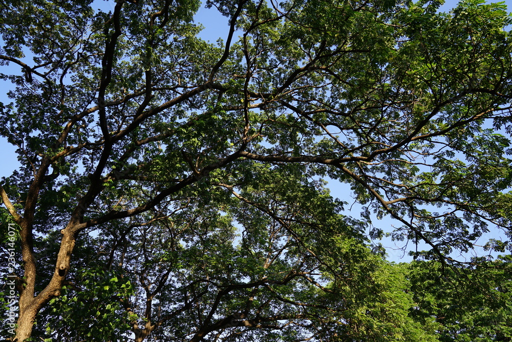 Under the shade of many branches of big and tall tree. Under the shade of many branches of big and tall tree.