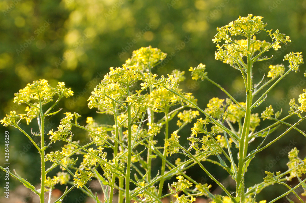 bright beautiful flowers of a sverbig blossoming in a summer solar field or on a meadow bright beautiful flowers of a sverbig blossoming in a summer solar field or on a meadow