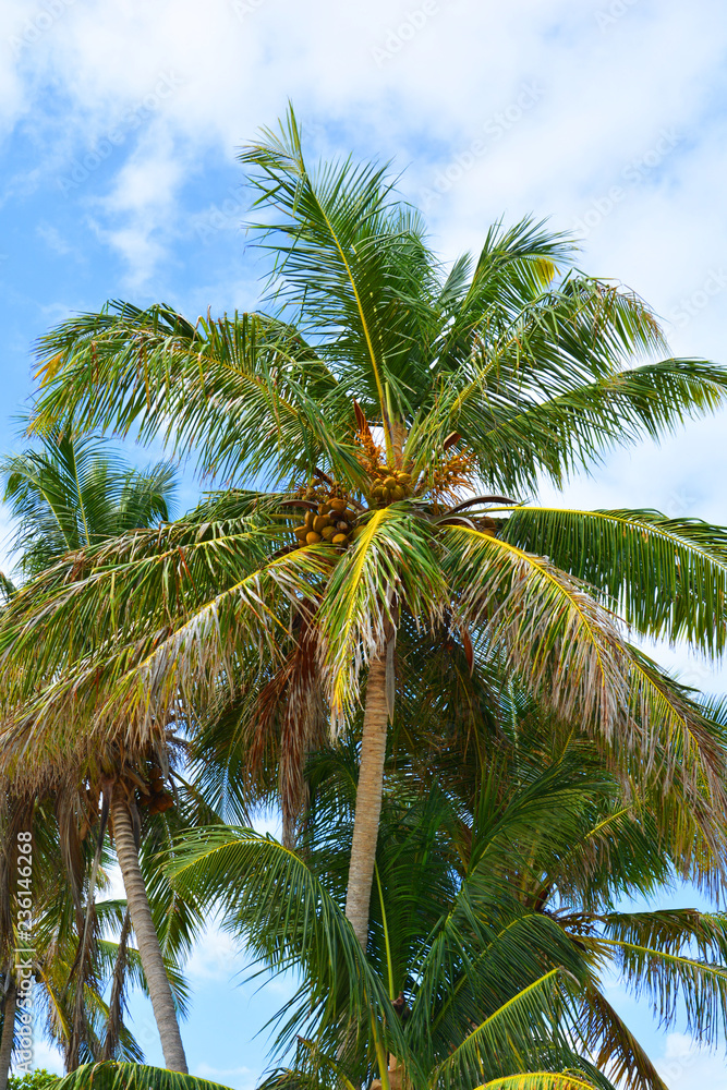 palm, tree, tropical, sky, coconut, beach, palm tree, nature, green, summer, blue, island, sun, trees, vacation, caribbean, travel, leaf, exotic, sea, plant, palms, holiday, relax, paradise