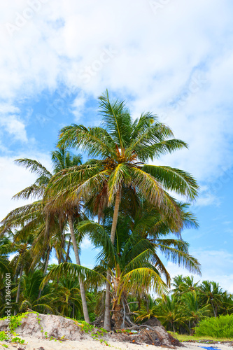 palm, tree, tropical, sky, coconut, beach, palm tree, nature, green, summer, blue, island, sun, trees, vacation, caribbean, travel, leaf, exotic, sea, plant, palms, holiday, relax, paradise