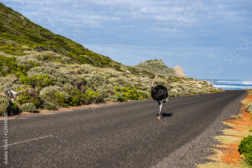 Male ostrich walking along the tarred road of the Cape of Good Hope, South Africa.