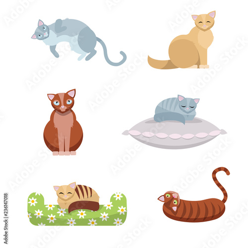 A set of cute long-haired and short-haired cats, which sit and lie on a pillow and a couch on white background. Flat cartoon style vector illustration
