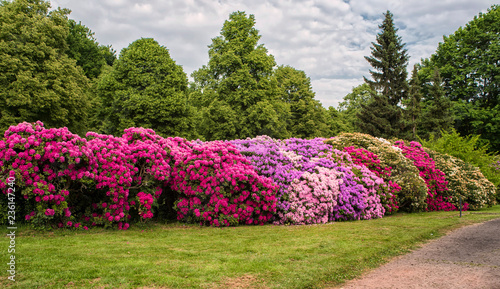 Fototapeta Naklejka Na Ścianę i Meble -  City Park, Grosser Garten in Dresden, Dresden, Saxony, rhododendrons, flowering bushes, flowers, red rhododendrons