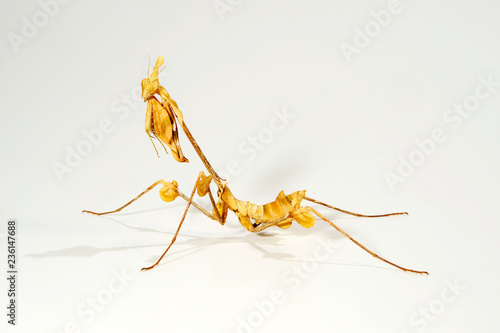 Wandelnde Geige (Gongylus gongylodes) - wandering violin mantis photo