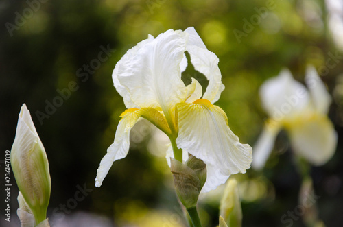 white flower