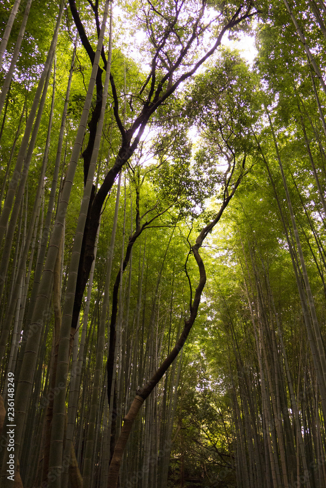 Fototapeta premium Arashiyama Bamboo Forest in Kyoto, Japan