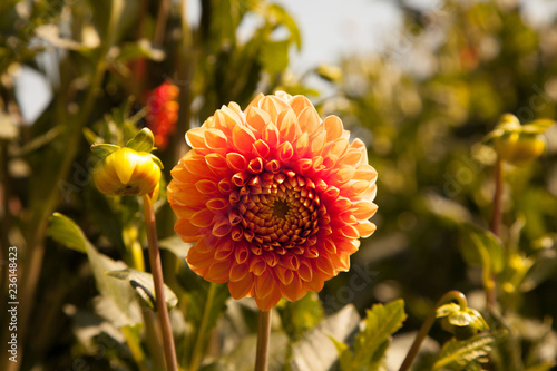 Fototapeta Naklejka Na Ścianę i Meble -  Dahlie