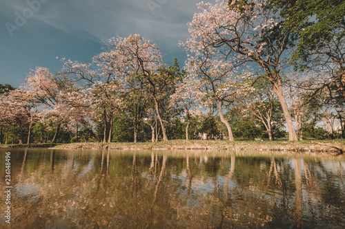 Pink tabebuia rosea blossom cherry flowers fall in the river at Suan Rod Fire, Bangkok, Thailand