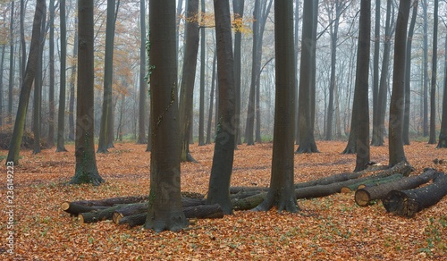 Buchenwald im Herbst, Wirtschaftswald photo