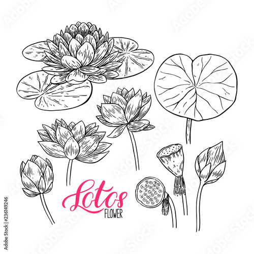 set of lotus flower and leaves