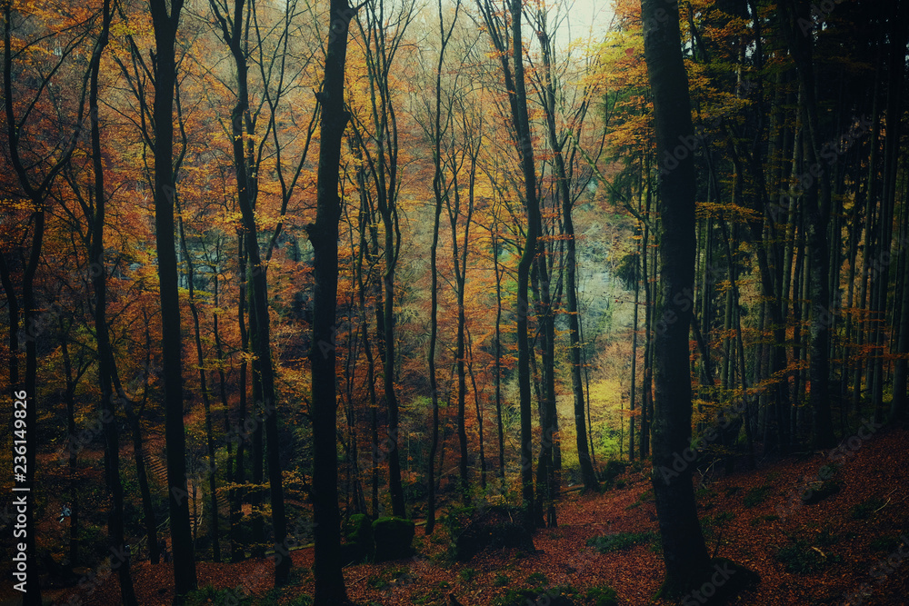 View of autumn forest in Mullerthal region of Luxembourg