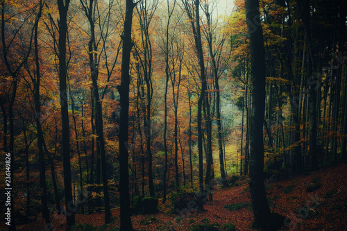 View of autumn forest in Mullerthal region of Luxembourg