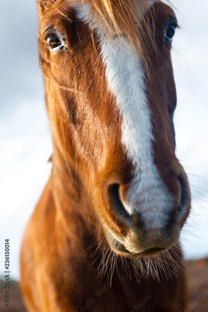 Fototapeta premium Horse face close up