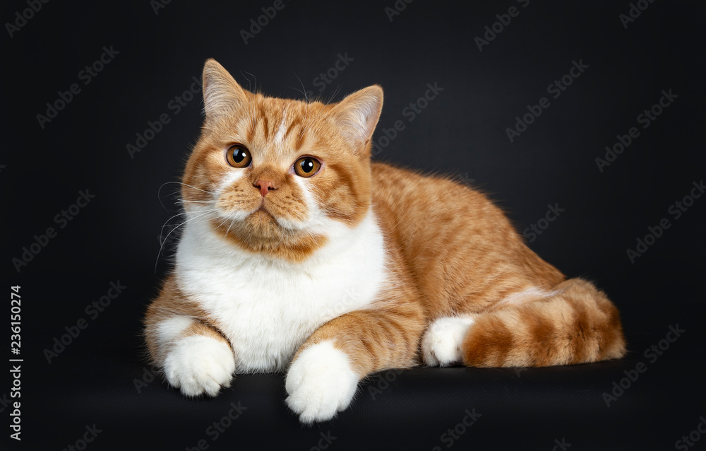 Cute youngster red tabby with white British Shorthair cat kitten laying side ways with paws hanging from edge, looking beside camera with orange eyes. Isolated on black Background.