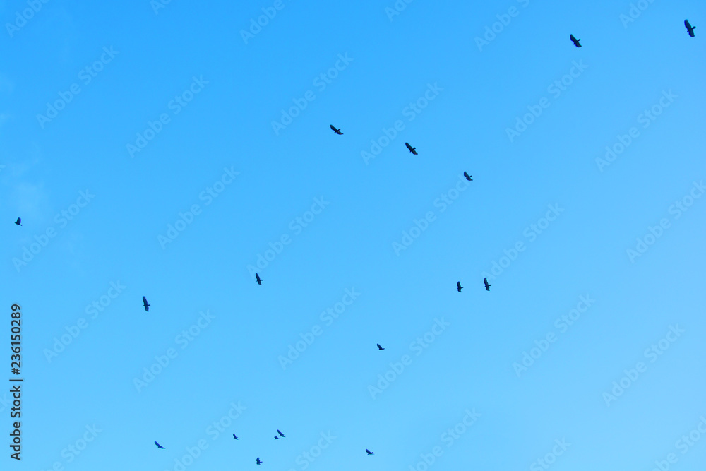 Obraz premium Birds hunt in the sky, Punta Cana, Bavaro, Dominican Republic