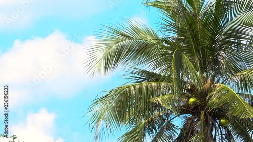 Wallpaper Mural Coconut tree with paradise bright sky, Thailand. Torontodigital.ca