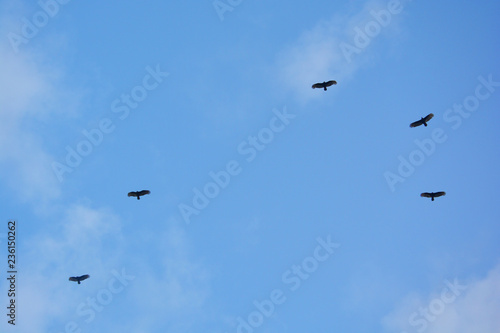 Birds hunt in the sky  Punta Cana  Bavaro  Dominican Republic