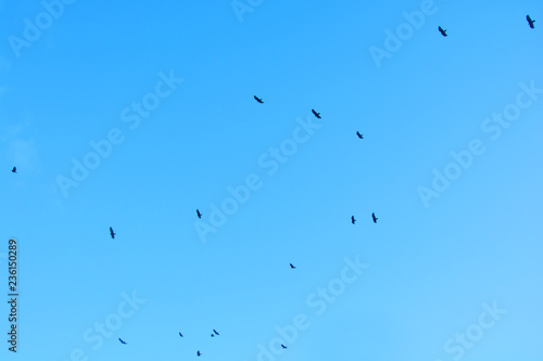 Birds hunt in the sky, Punta Cana, Bavaro, Dominican Republic