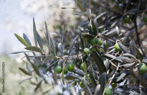 Olives on the tree © Igor Luschay