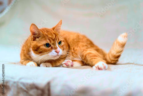 studio portrait of a red cat