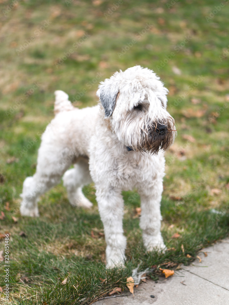 A beautiful full body animal pet portrait of a soft coated wheaten terrier dog as it stands on the edge of a patch of grass or lawn and looks off to the side.