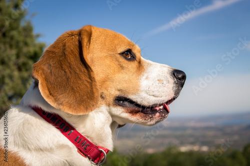 Retrato de bonito perro raza Beagle