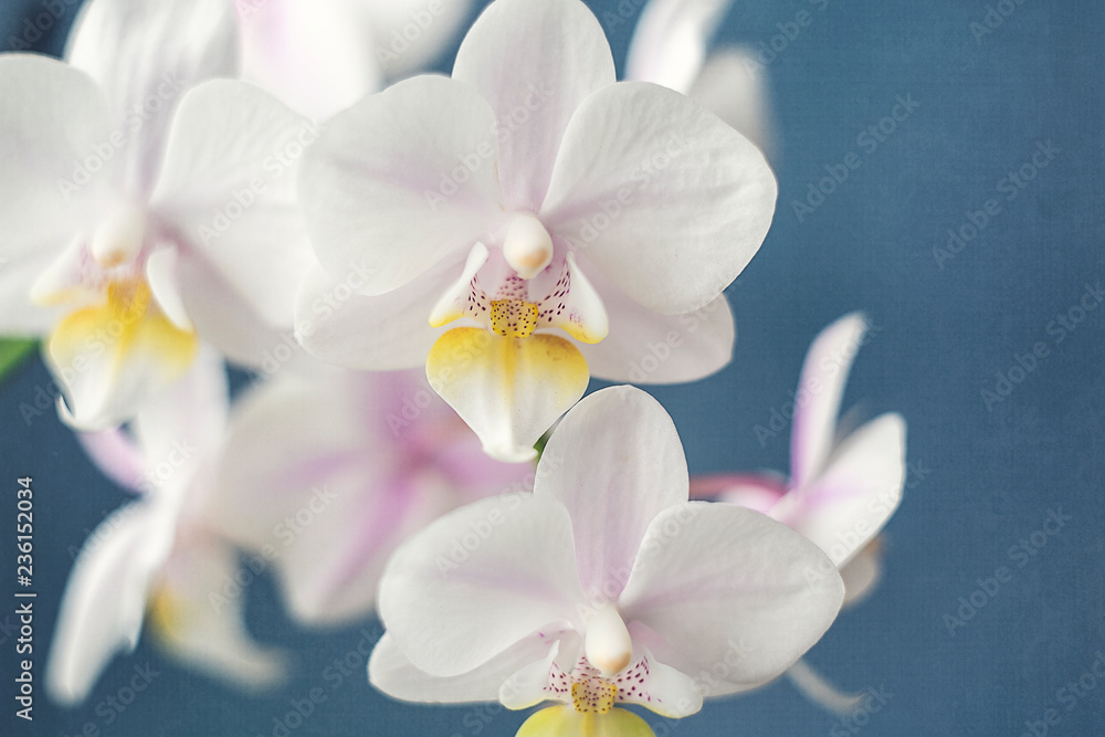 White Orchid against a Blue Background White Orchid against a Blue Background