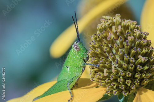 A  green grasshopper in nature background.