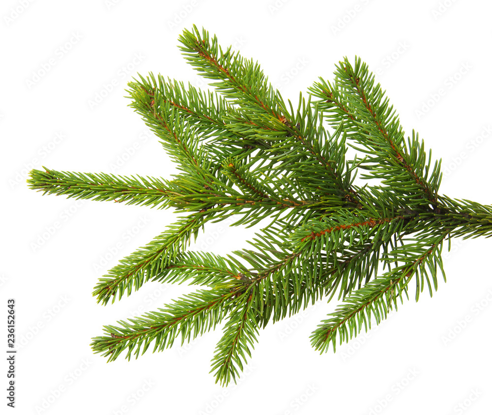 Fir branch isolated on white Fir branch isolated on white