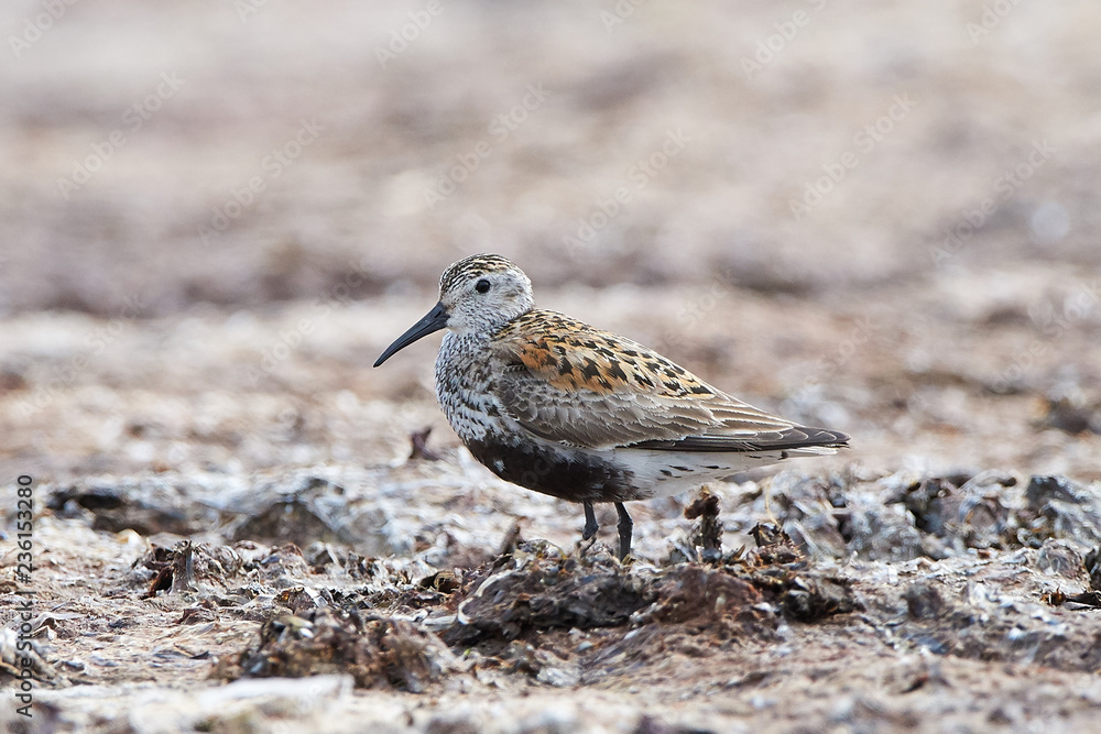 Dunlin (Calidris alpina) Dunlin (Calidris alpina)